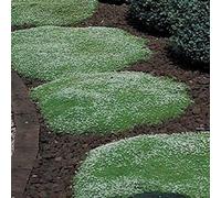 Green Leaf ® (Rockery erba) Irish Moss - 50 Semi