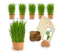 Green MaGeo Lot de 5 graines d'herbe à chat - Kit de culture pour chat - Herbe à manger pour chat - 5 graines d'herbe à chat - Herbe à chat pour balcon et appartement