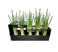 Green Onion Grower Hydroponic - Sprouting Container Regeneration Indoor Garden | Green Onion Grower Container Windowsill Kitchen Counter | 16.5x7.5cm, Soil Free, Sustainable, Home Countertop Garden
