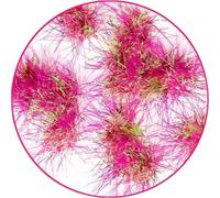 Green Stuff World Martian Tufts - Rose fluo