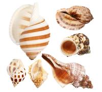 GREENADSCAPE Lot De 6 Coquillages Naturels De Crabe Ermite Grandes Coquilles De Conque pour Décoration Daquarium Accessoires De Crabe Ermite Décoration De Mer
