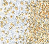 David Greenberger & Dozens - Greenberger, David & Dozens : Near Edge of The Penny Jar Spill