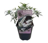 GreenboutiQ - Arbre à papillons - Buddleja davidii White Profusion - Fleurs Blanches - 1 Plante - Feuillage Caduc - Attire les Papillons - Pot 17cm Hauteur 25cm