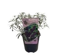GreenboutiQ - Arbuste à papillons - Buddleja davidii Purple Emperor - Fleur Violet - 1 Plante - Caduc - Attire les papillons - Pot 17cm Hauteur 25cm