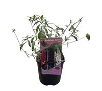 GreenboutiQ - Arbuste à papillons - Buddleja davidii Tricolour - Fleurs Roses, Blanches et Violettes - 1 Plante - Feuillage caduc - Attire les papillons - Pot 17cm Hauteur 30cm