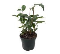 GreenboutiQ - Arbustes - Camelia japonica Tricolour - Fleurs Rose, Blanc et Rouge - 1 Plante - Persistante - Pot 15cm Hauteur 30cm