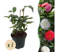 GreenboutiQ - Arbustes - Camelia japonica Tricolour - floraison rose, blanche et rouge - 3 plantes - 1 m2 - persistant - pot 15cm hauteur 30cm
