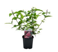 GreenboutiQ - Arbustes - Deutzia hybrida Strawbery Fields - Fleur Rose - 1 Plante - Feuillage Caduc - Peu d'Entretien - Pot 17cm Hauteur 45cm