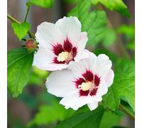 GreenboutiQ - Arbustes - Hibiscus syriacus Hamabo - Fleurs Rose clair - 1 Plante - Feuillage caduc - Peu d'entretien - Pot 17cm Hauteur 45cm