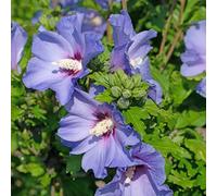 GreenboutiQ - Arbustes - Hibiscus syriacus Oiseau Blue - Fleurs Bleues - 1 Plante - Feuilles Caduques - Peu d'Entretien - Pot 17cm Hauteur 45cm