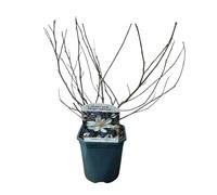 GreenboutiQ - Arbustes - Magnolia Stellata - Fleurs Blanches - 1 Plante - Feuilles Caduques - Peu d'Entretien - Pot 17cm Hauteur 45cm