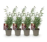 GreenboutiQ - Bambou - Fargesia Red Dragon - Vert - 4 Plantes - Persistant - Non Envahissant - Pot 14cm Hauteur 35cm