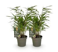 GreenboutiQ - Bambou - Fargesia rufa - Vert - 2 Plantes - Persistant - Non envahissant - Pot 14cm Hauteur 35cm
