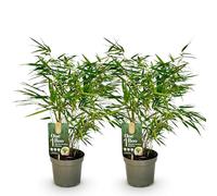 GreenboutiQ - Bambou - Fargesia rufa - Vert - 2 Plantes - Persistant - Non envahissant - Pot 17cm Hauteur 40cm