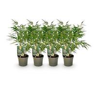 GreenboutiQ - Bambou - Fargesia rufa - Vert - 4 Plantes - Persistant - Non envahissant - Pot 14cm Hauteur 35cm