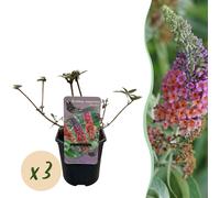 GreenboutiQ - Buddleja davidii Flower Power - floraison orange lilas - 3 plantes - 1m2 - feuillage caduc - attirant les papillons - pot 17cm hauteur 30cm