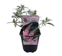 GreenboutiQ - Buisson à Papillons - Buddleja davidii Pink Delight - Fleurs Roses - 1 Plante - Feuillage Caduc - Attirant les Papillons - Pot 17cm Hauteur 25cm