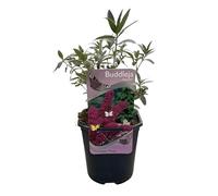 GreenboutiQ - Buisson à Papillons - Buddleja davidii Royal Red - Fleurs Rouge - 1 Plante - Feuilles Caduques - Attire les Papillons - Pot 17cm Hauteur 25cm