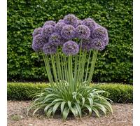 GreenboutiQ - Bulbes à fleurs - Allium Gladiator - Couleur Violet - 5 pièces - Taille des bulbes 16/18 - Pack XXL
