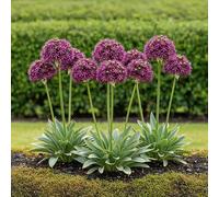 GreenboutiQ - Bulbes à fleurs - Allium Miami - Couleur Violet - 15 pièces - Taille de bulbe 10/11 - Pack XXL