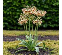 GreenboutiQ - Bulbes à fleurs - Allium Siculum - Couleur Rose - 30 pièces - Taille de bulbe 8/10 - Pack XXL
