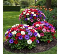 GreenboutiQ - Bulbes à fleurs - Anémone de Caen mix - Couleurs variées - 30 pièces - Taille de bulbe 5/6 - Pack XXL