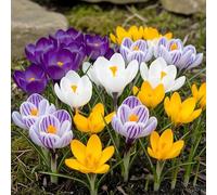 GreenboutiQ - Bulbes à fleurs - Crocus Large Flowering mix - Diverses couleurs - 30 pièces - Taille des bulbes 7/8 - Pack XXL