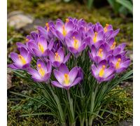 GreenboutiQ - Bulbes à fleurs - Crocus Ruby Giant - Couleur Violet - 50 pièces - Taille de bulbe 5/6 - Pack XXL