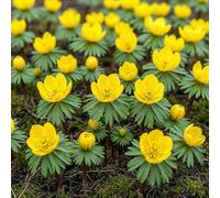 GreenboutiQ - Bulbes à fleurs - Eranthis Cilicica - Couleur Jaune - 25 pièces - Taille de bulbe 4/5 - Pack XXL