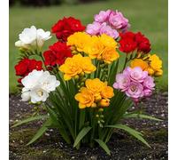 GreenboutiQ - Bulbes à Fleurs - Freesia Double Mix - Couleurs Variées - 40 pièces - Taille de bulbe 5/6 - Pack XXL