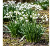 GreenboutiQ - Bulbes à fleurs - Leucojum Aestivum - Couleur Blanche - 20 pièces - Taille de bulbe 8/9 - Pack XXL