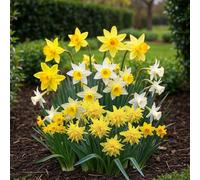 GreenboutiQ - Bulbes à fleurs - Mélange Botanique de Narcisse - Couleur Jaune et Blanc - 20 pièces - Taille de bulbe 10/12 - Pack XXL