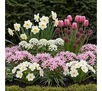 GreenboutiQ - Bulbes à fleurs - Mélange Bulb Garden Rose - Divers types - Couleur Rose - 125 pièces - Emballage Cadeau