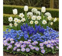 GreenboutiQ - Bulbes à fleurs - Mélange de bulbes de jardin bleu - Différentes variétés - Couleur bleue - 125 pièces - Emballage cadeau