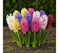 GreenboutiQ - Bulbes à fleurs - Mélange de jacinthes - Couleurs variées - 10 pièces - Taille de bulbe 14/15 - Pack XXL