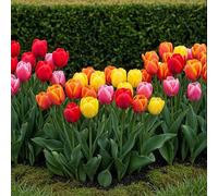 GreenboutiQ - Bulbes à fleurs - Mélange de Tulipes Darwin Hybride - Couleurs variées - 40 pièces - Taille des bulbes 10/12