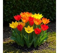 GreenboutiQ - Bulbes à fleurs - Mélange de Tulipes Praestans - Couleurs Variées - 25 pièces - Taille de bulbe 8/9 - Pack XXL