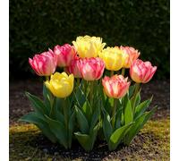 GreenboutiQ - Bulbes à fleurs - Mix de Tulipes Foxtrot - Couleurs Variées - 12 pièces - Taille des bulbes 11/12 - Pack XXL