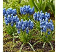 GreenboutiQ - Bulbes à fleurs - Muscari Armeniacum - Couleur Bleue - 50 pièces - Taille de bulbe 8/9 - Pack XXL