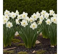 GreenboutiQ - Bulbes à fleurs - Narcis Mount Hood - Couleur Blanche - 15 pièces - Taille de bulbe 10/12 - Pack XXL