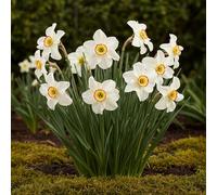 GreenboutiQ - Bulbes à fleurs - Narcis Recurvus - Couleur Blanche - 10 pièces - Taille de bulbe 12/14 - Pack XXL