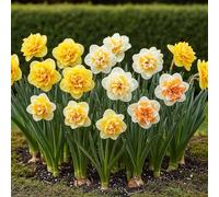 GreenboutiQ - Bulbes à fleurs - Narcisse Double mix - Couleur Jaune et Blanc - 10 pièces - Taille des bulbes 12/14 - Pack XXL