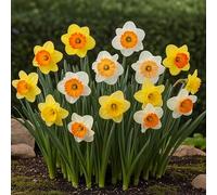 GreenboutiQ - Bulbes à fleurs - Narcisse Large Cupped mix - Couleur Jaune et Blanc - 15 pièces - Taille de bulbe 12/14 - Pack XXL