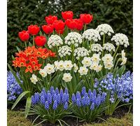 GreenboutiQ - Bulbes à fleurs - Oignons des Pays-Bas - Couleurs variées - 125 pièces - Emballage cadeau