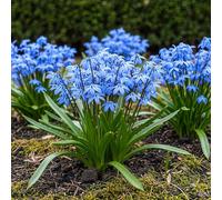 GreenboutiQ - Bulbes à fleurs - Scilla Siberica - Couleur Violet - 50 pièces - Taille de bulbe 7/8 - Pack XXL