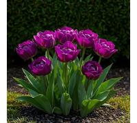 GreenboutiQ - Bulbes à fleurs - Tulipe Double Lilac - Couleur Violet - 12 pièces - Taille de bulbe 11/12 - Pack XXL