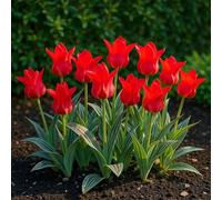 GreenboutiQ - Bulbes à fleurs - Tulipe Greigii Red - Couleur Rouge - 15 pièces - Taille de bulbe 11/12 - Pack XXL