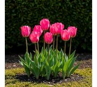 GreenboutiQ - Bulbes à fleurs - Tulipe Triumph Pink - Couleur Rose - 15 pièces - Taille de bulbe 11/12 - Pack XXL