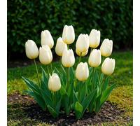 GreenboutiQ - Bulbes à Fleurs - Tulipe Triumph White - Couleur Blanche - 15 pièces - Taille de bulbe 11/12 - Pack XXL