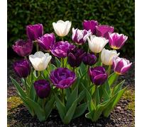 GreenboutiQ - Bulbes à fleurs - Tulp Blueberry mix - Couleurs variées - 12 pièces - Taille de bulbe 11/12 - Pack XXL